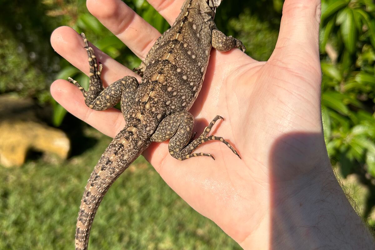 Guía de cuidados de la iguana de roca cubana