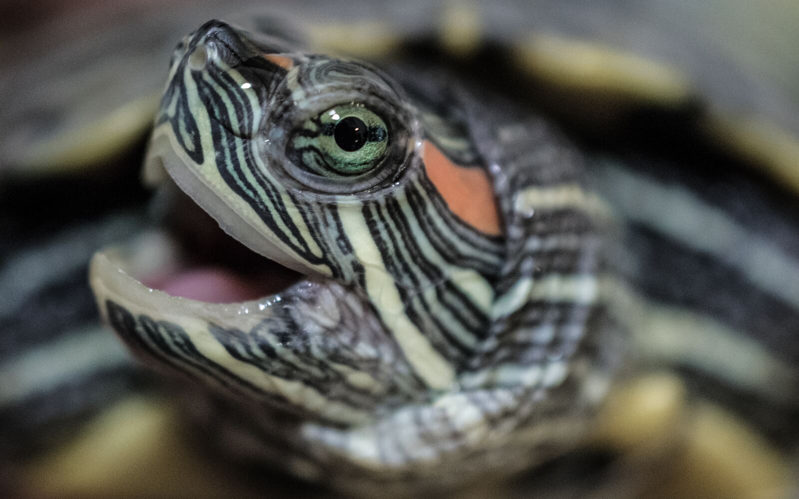 Red Eared Slider Turtle Care Guide