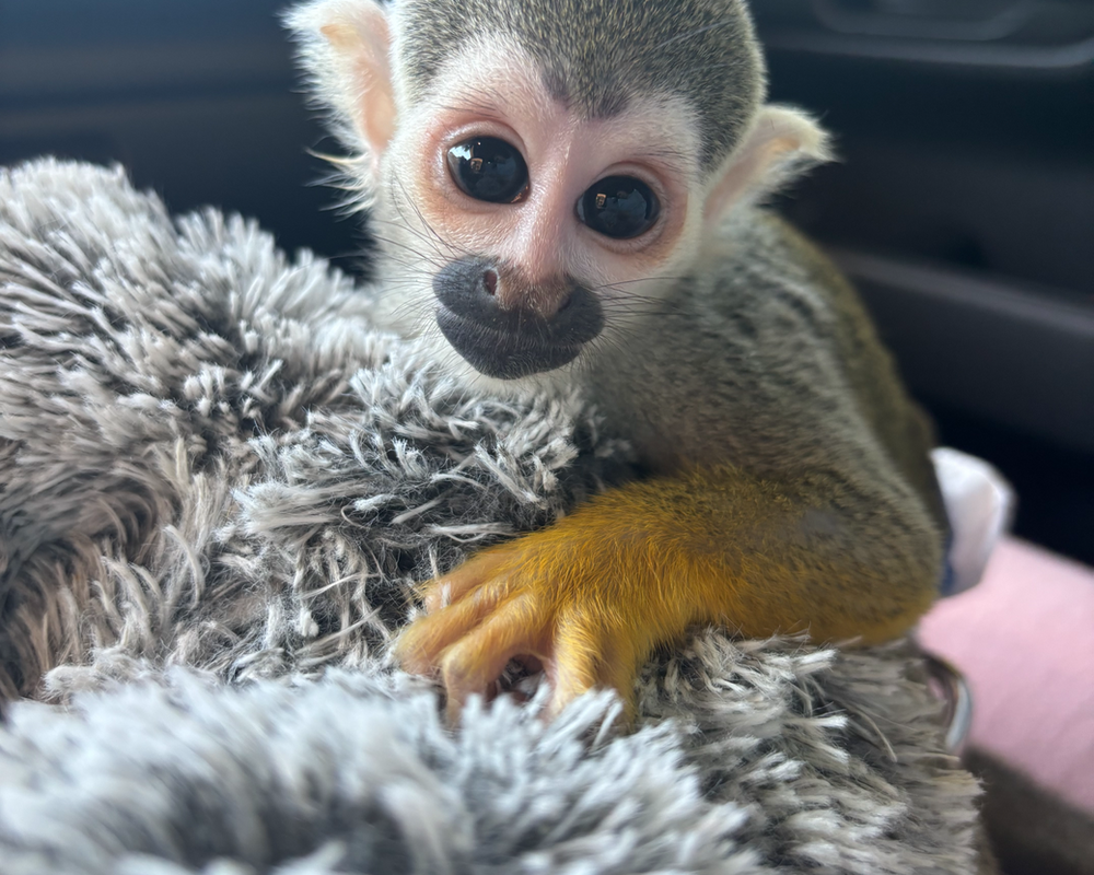 Squirrel Monkey Care Guide
