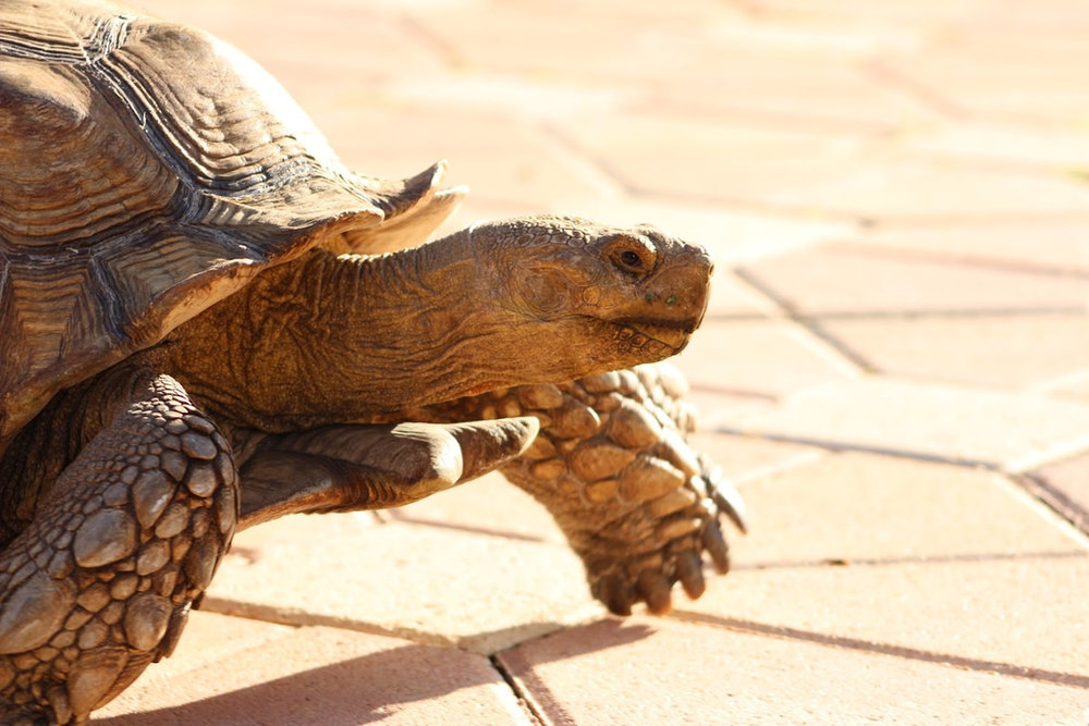 Sulcata Tortoise Care Guide