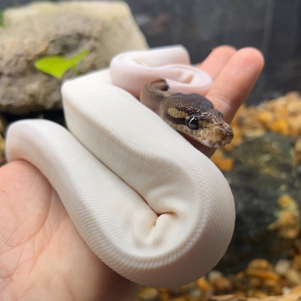 What Reptile Is Best for You?