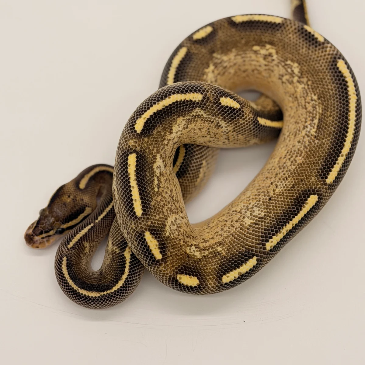Freeway 100% Het Albino (Female)