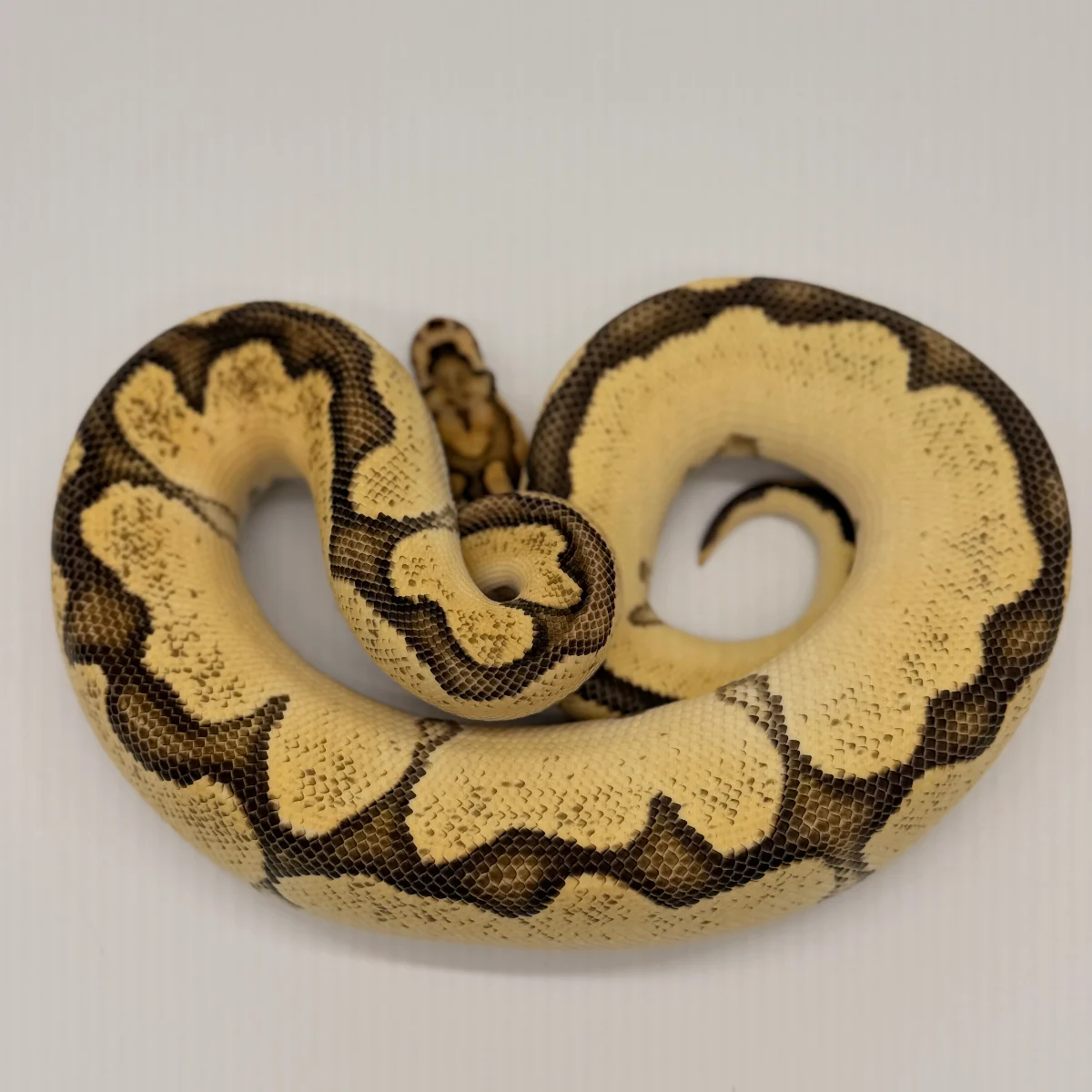 Orange Dream Yellow Belly Clown (Male)