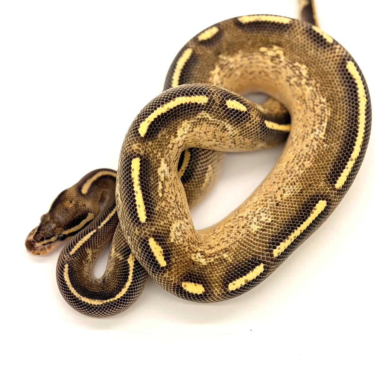 Ball Pythons 3