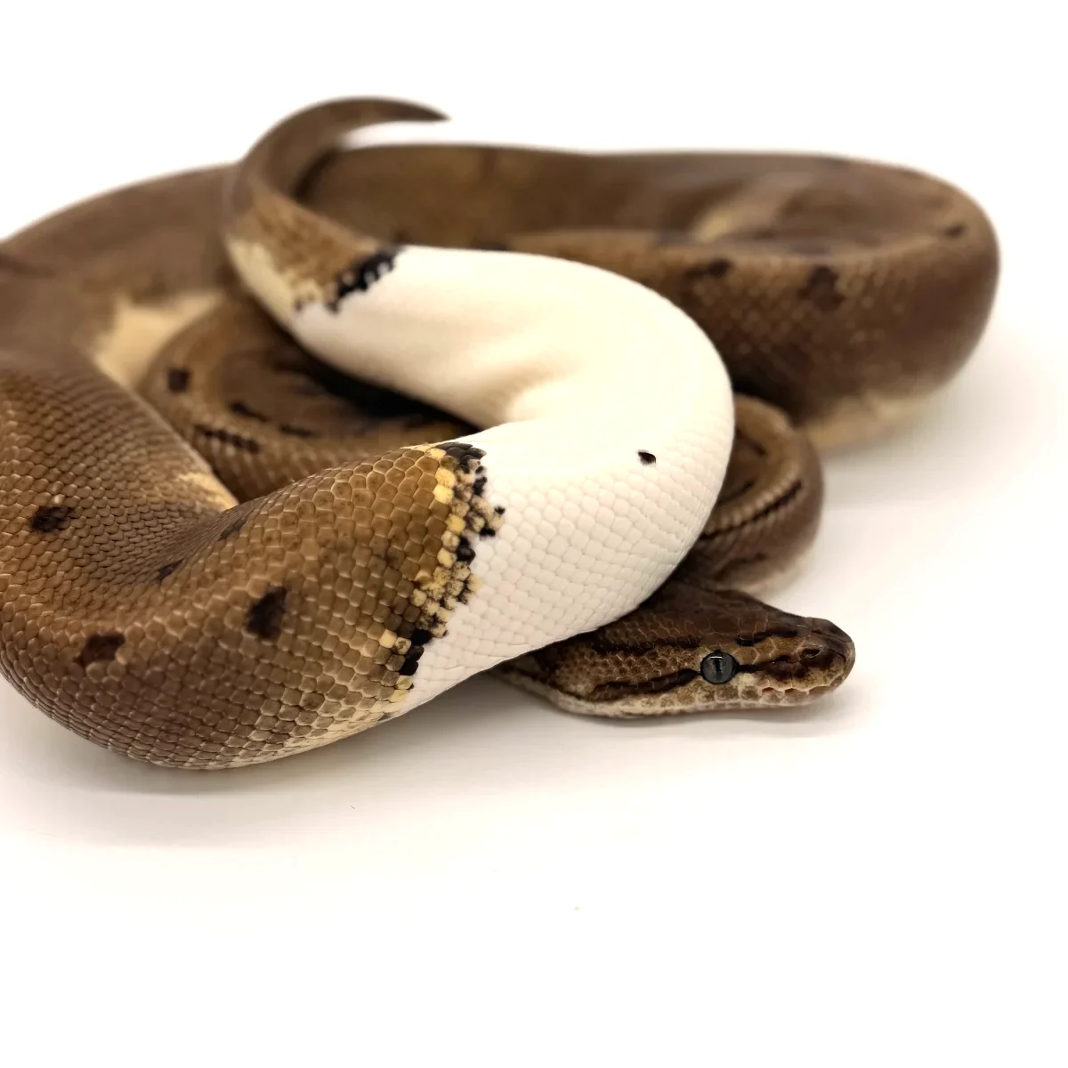 Ball Pythons