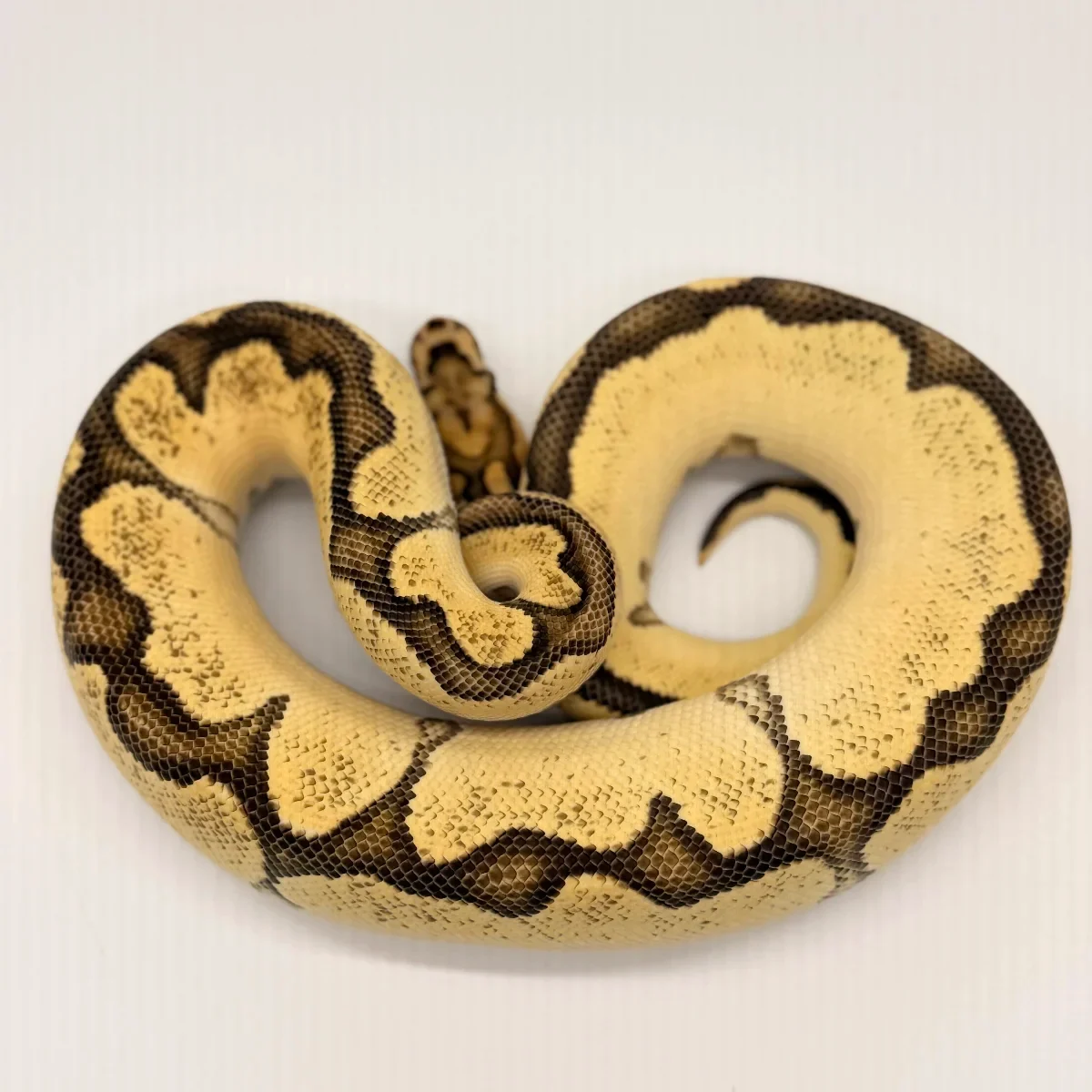Ball Pythons 2