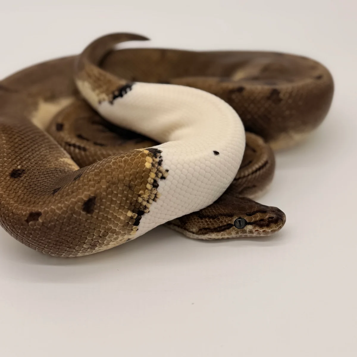 Pinstripe Pied (Male)