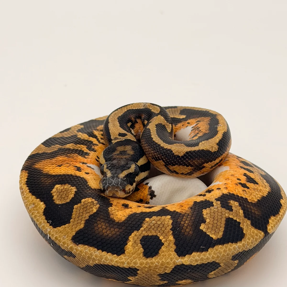Yellow Belly Pied DH Hypo Ultramel (Male)