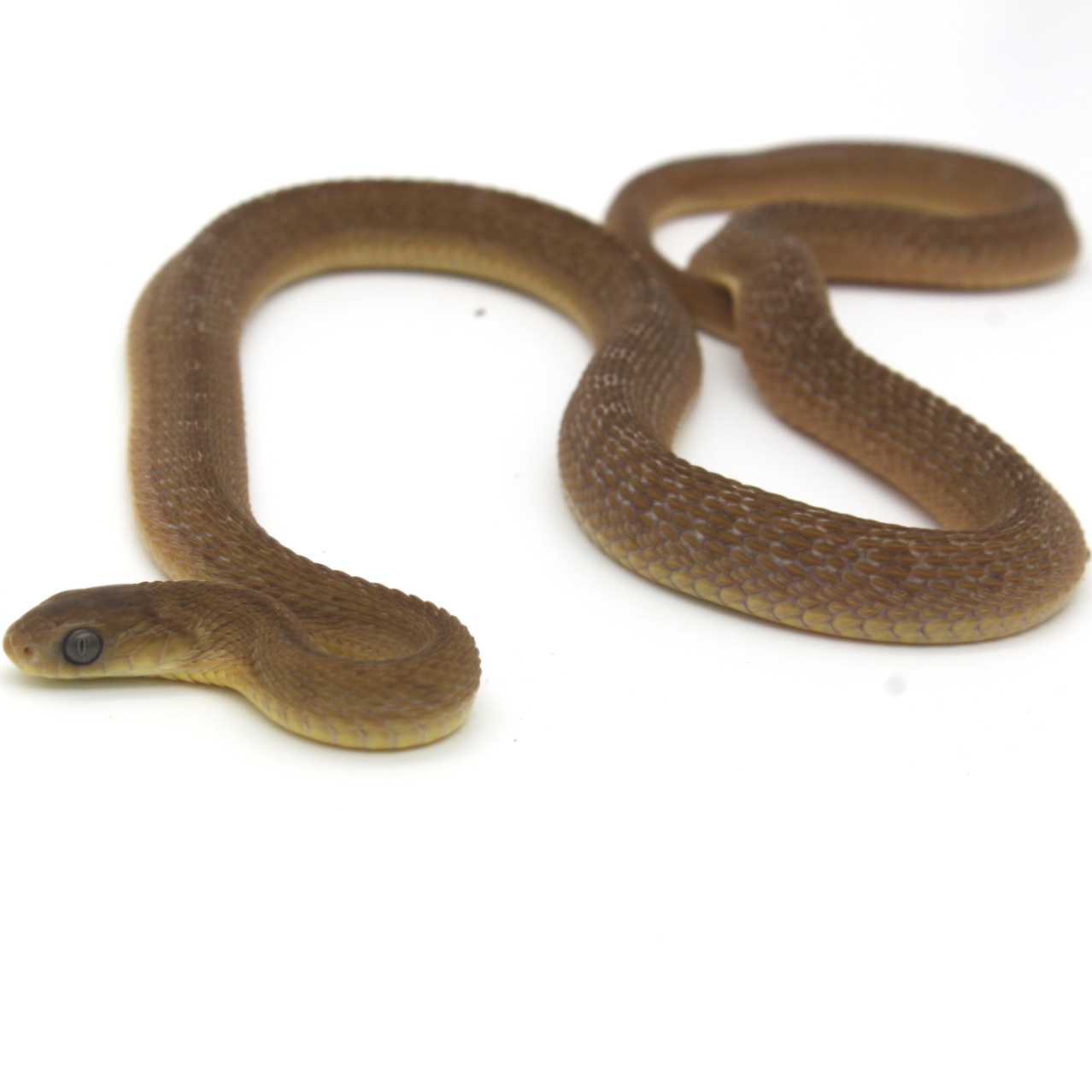 African Egg Eating Snake