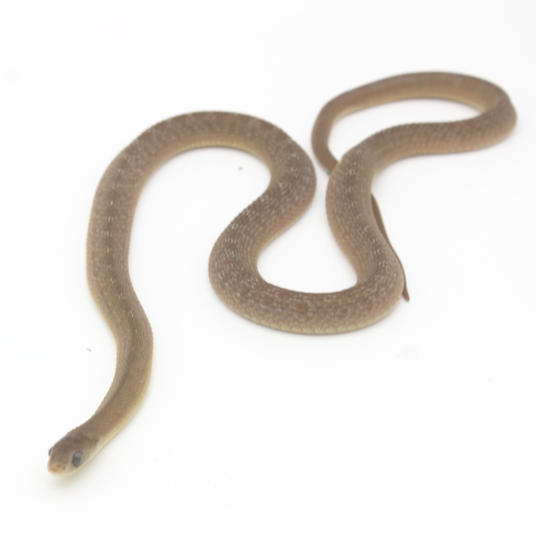African Egg Eating Snake 2