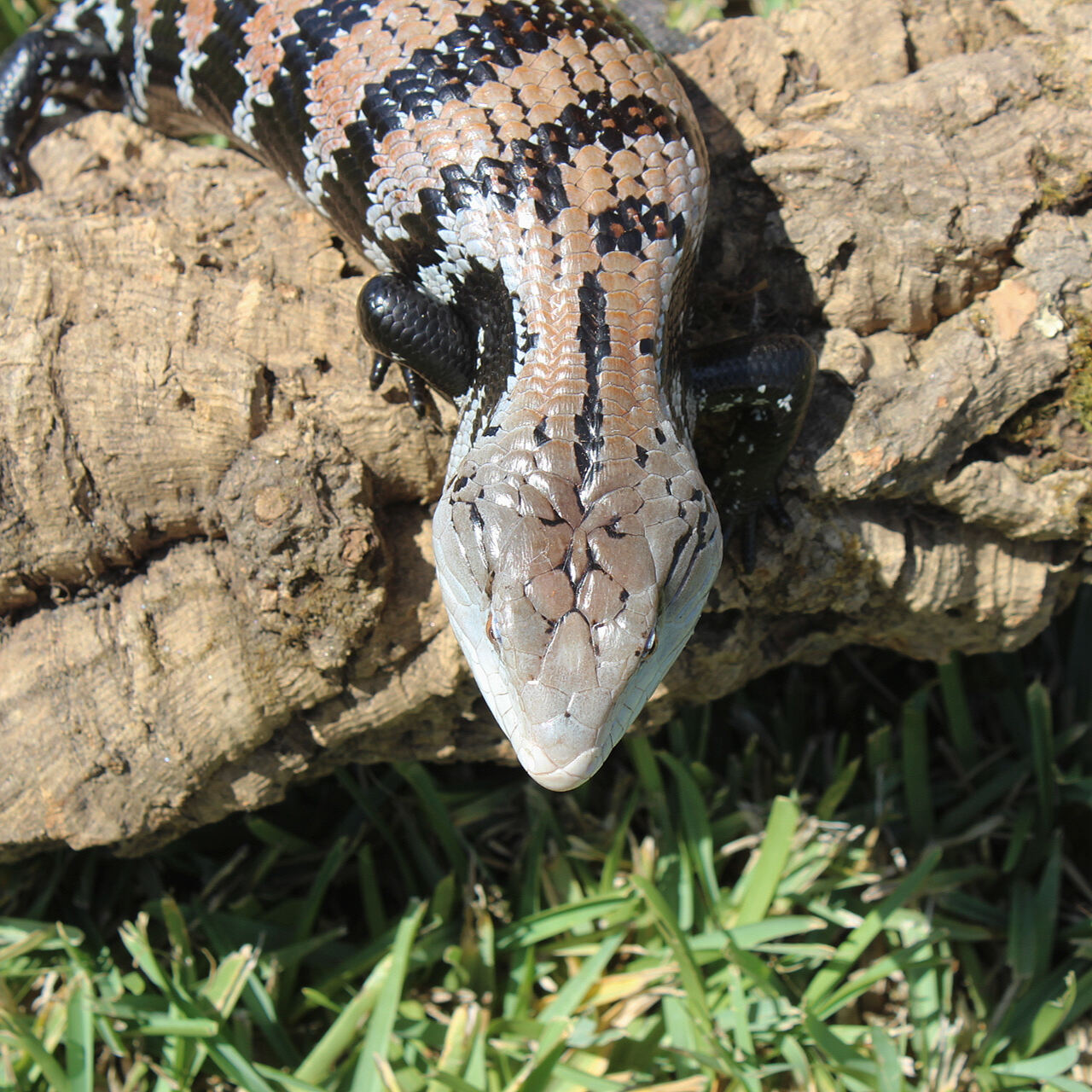 Blue Tongue Skink