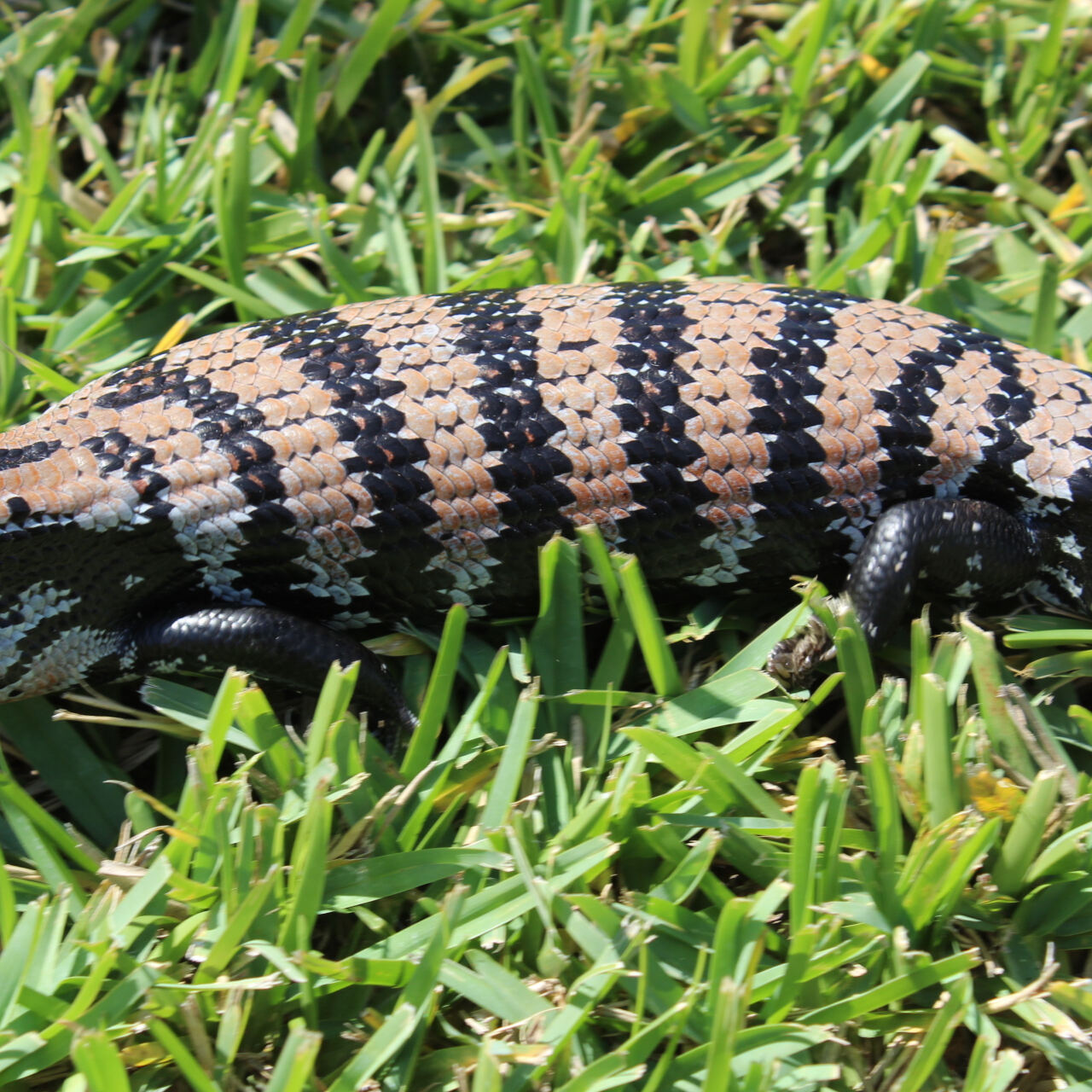 Blue Tongue Skink 2