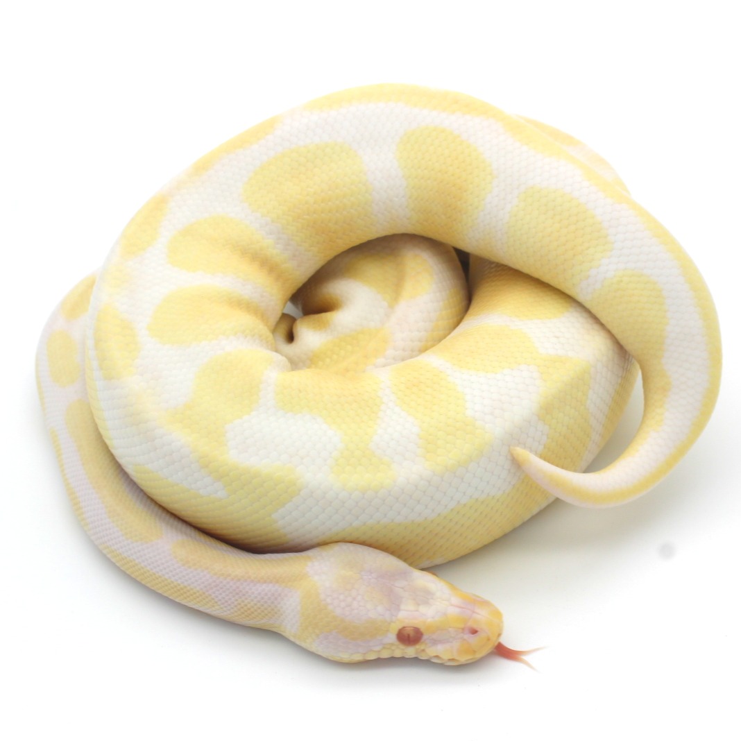 Ball Pythons for Sale 5
