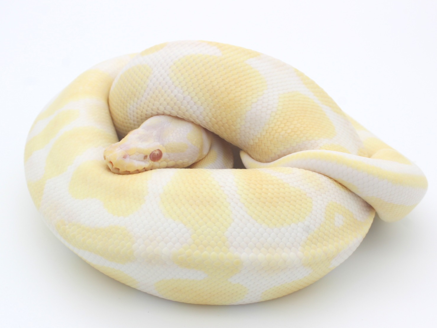 Ball Pythons for Sale 6