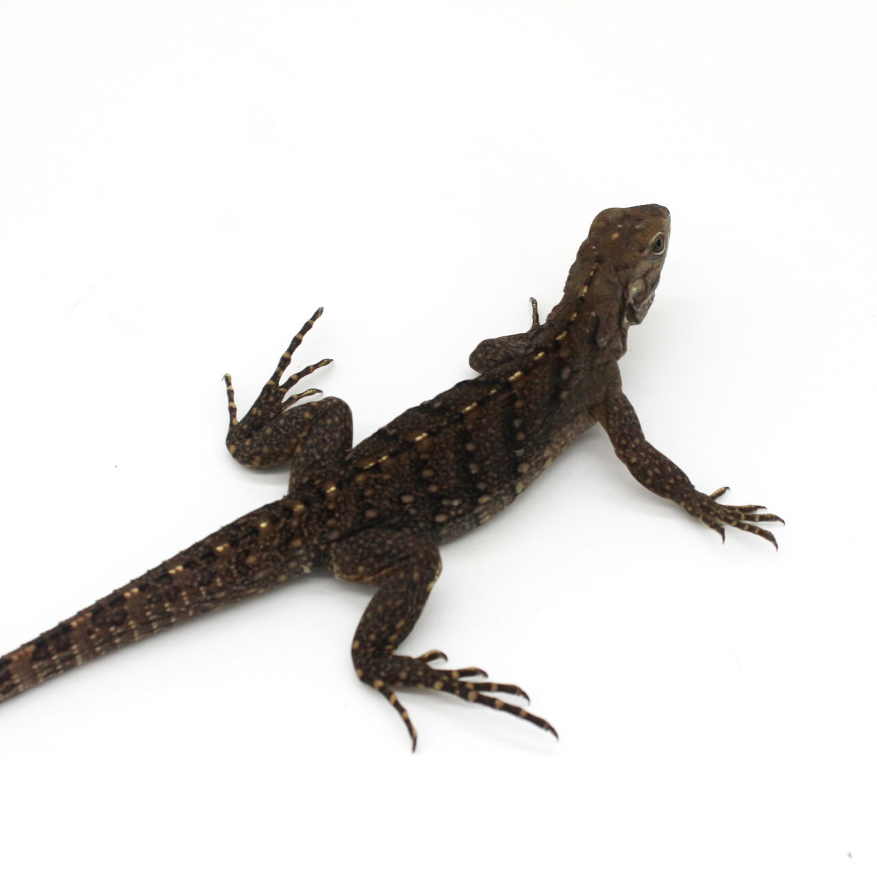 Baby Cuban Rock Iguana 2