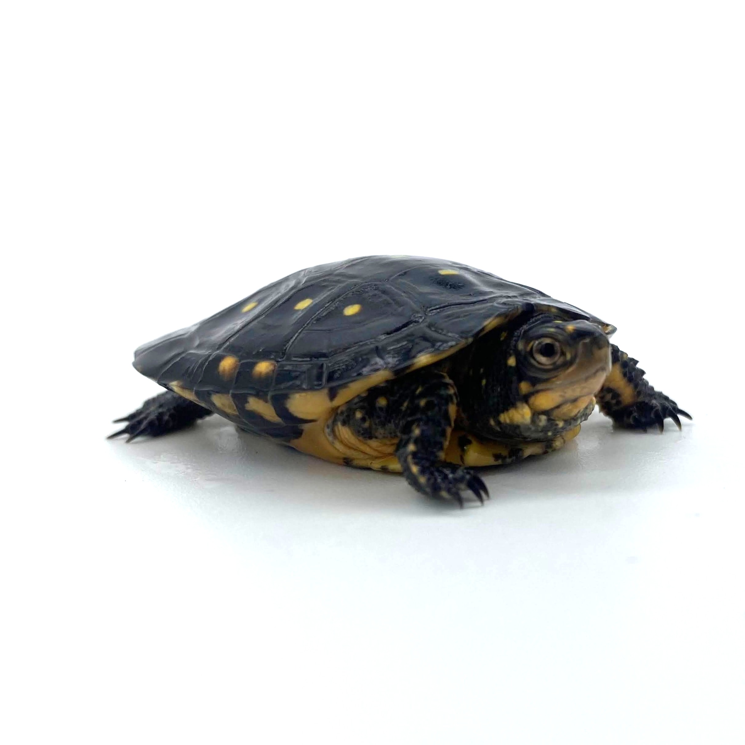 Well Started Spotted Turtle
