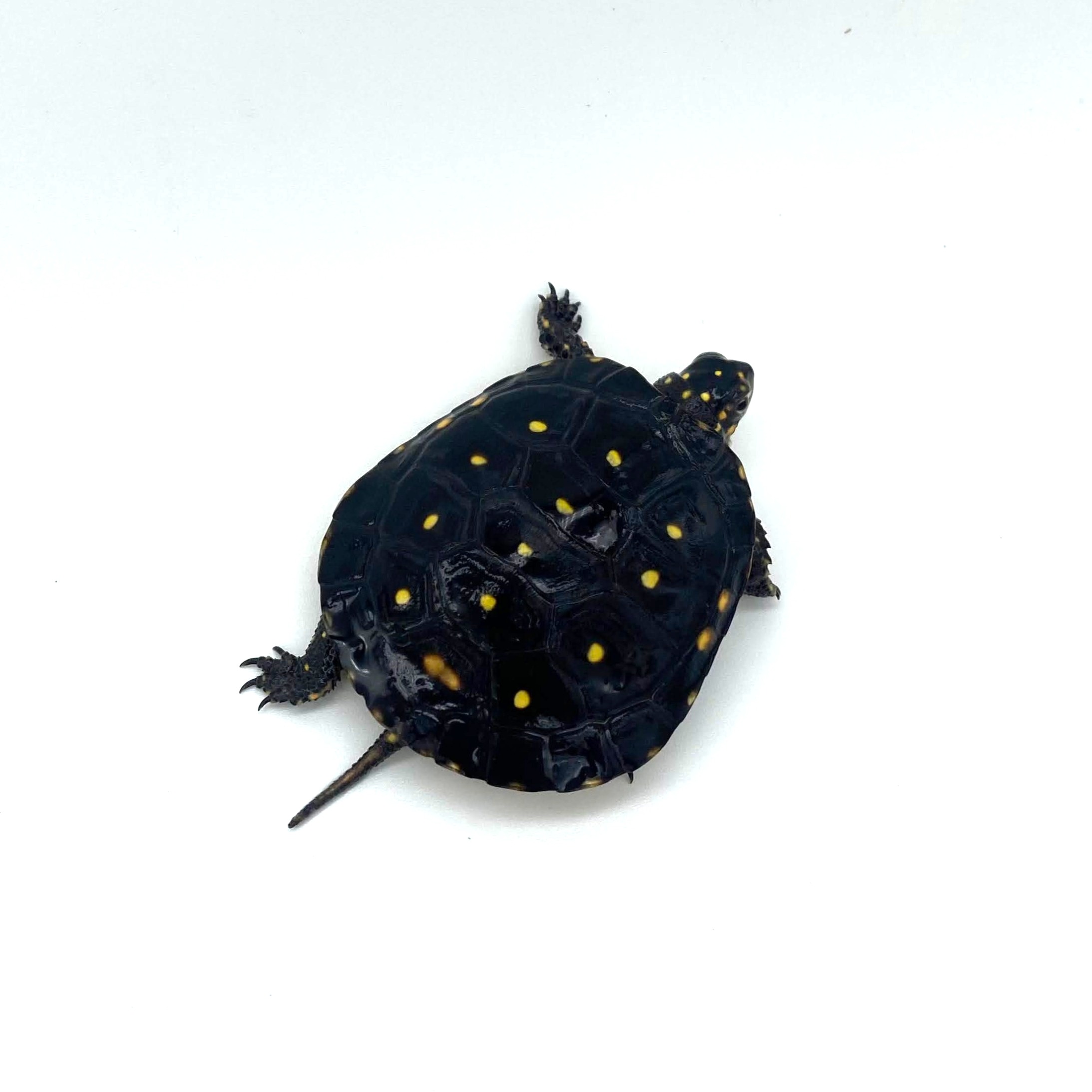 Well Started Spotted Turtle 2
