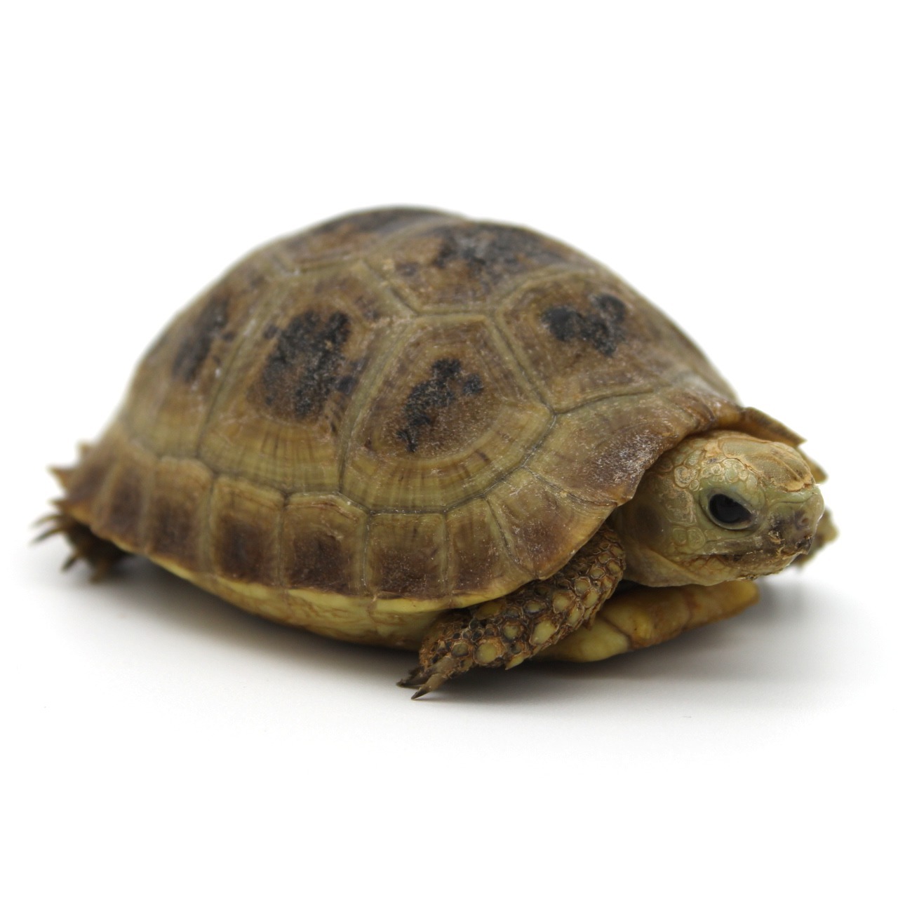 Elongated Tortoise