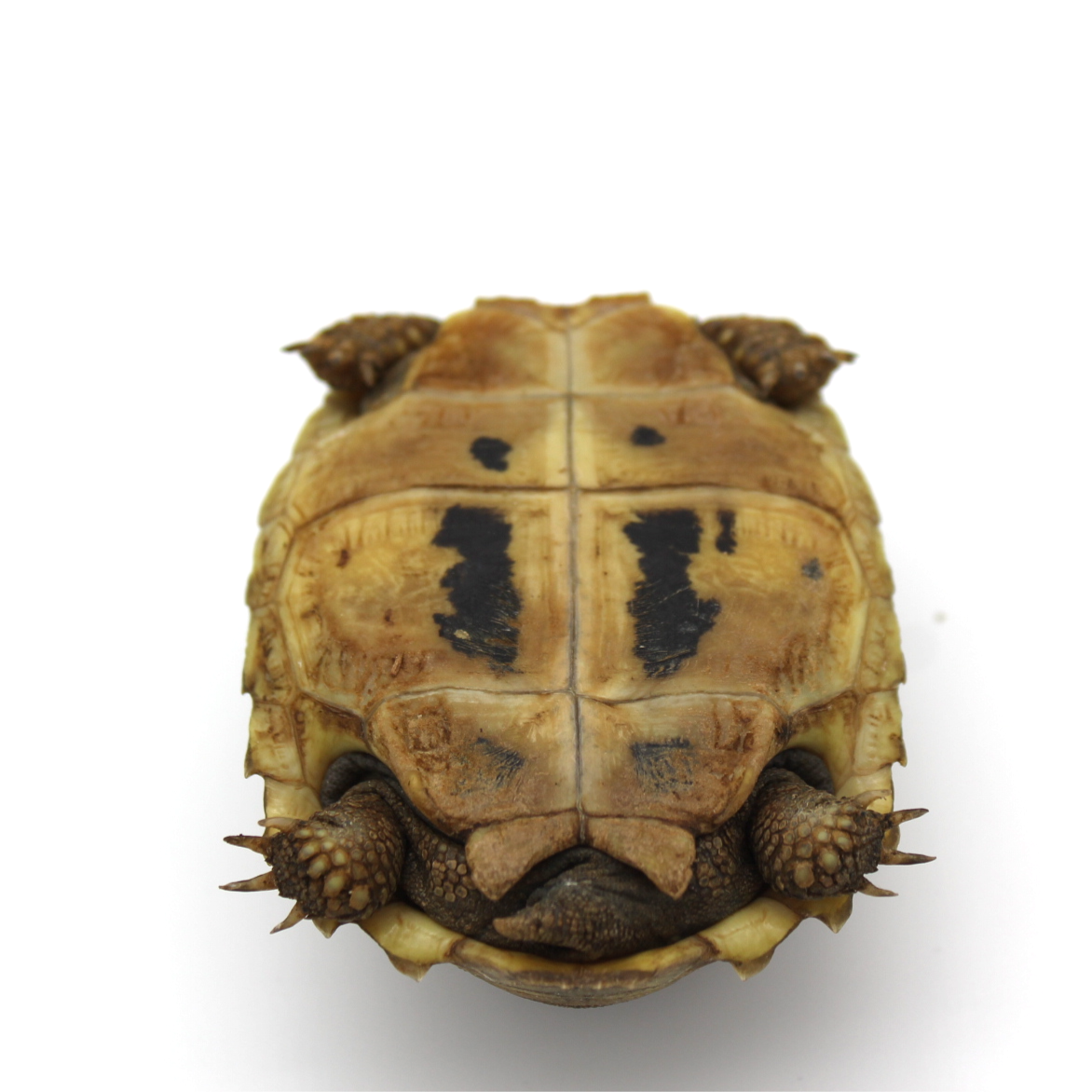Elongated Tortoise 2