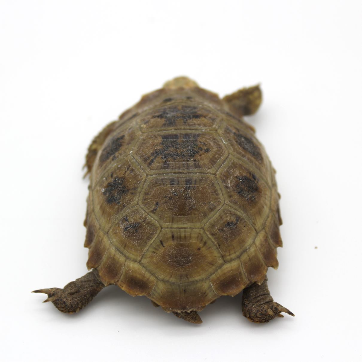 Elongated Tortoise 3