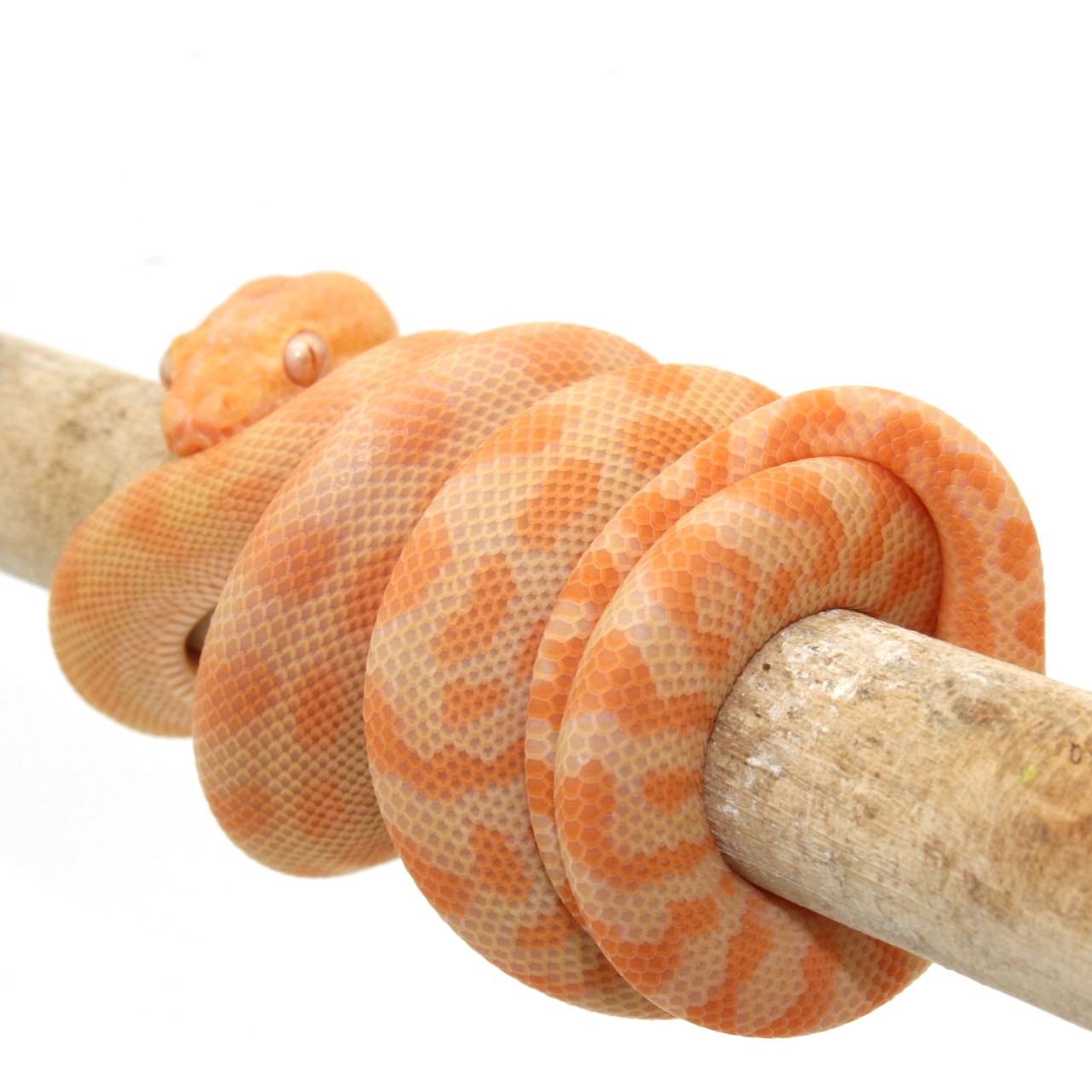 Yearling Albino Carpet Python