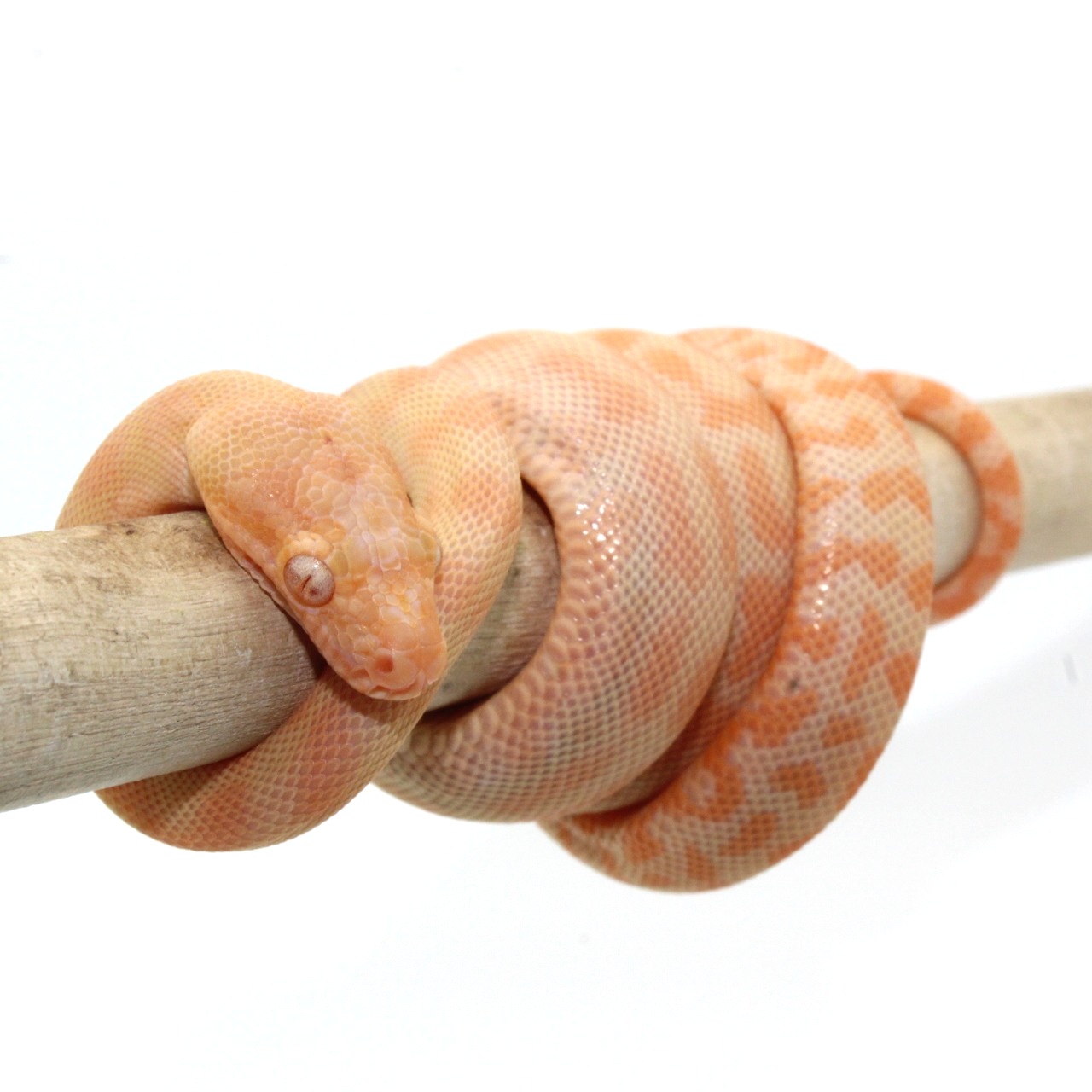 Yearling Albino Carpet Python 2