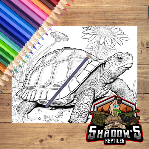 5 Animal Coloring Pages