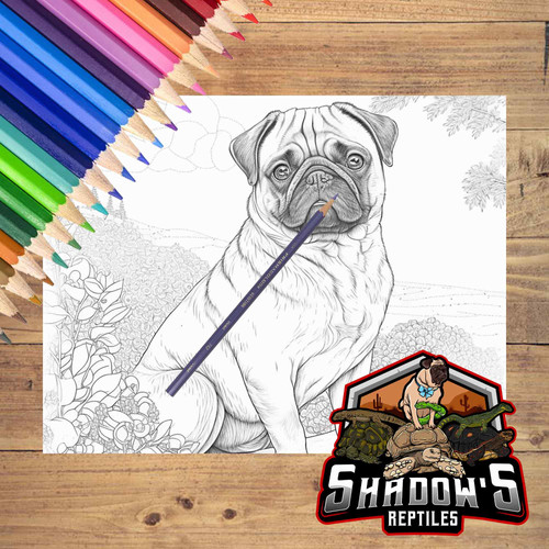 5 Animal Coloring Pages 3