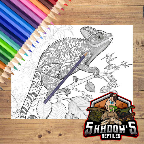 5 Animal Coloring Pages 5