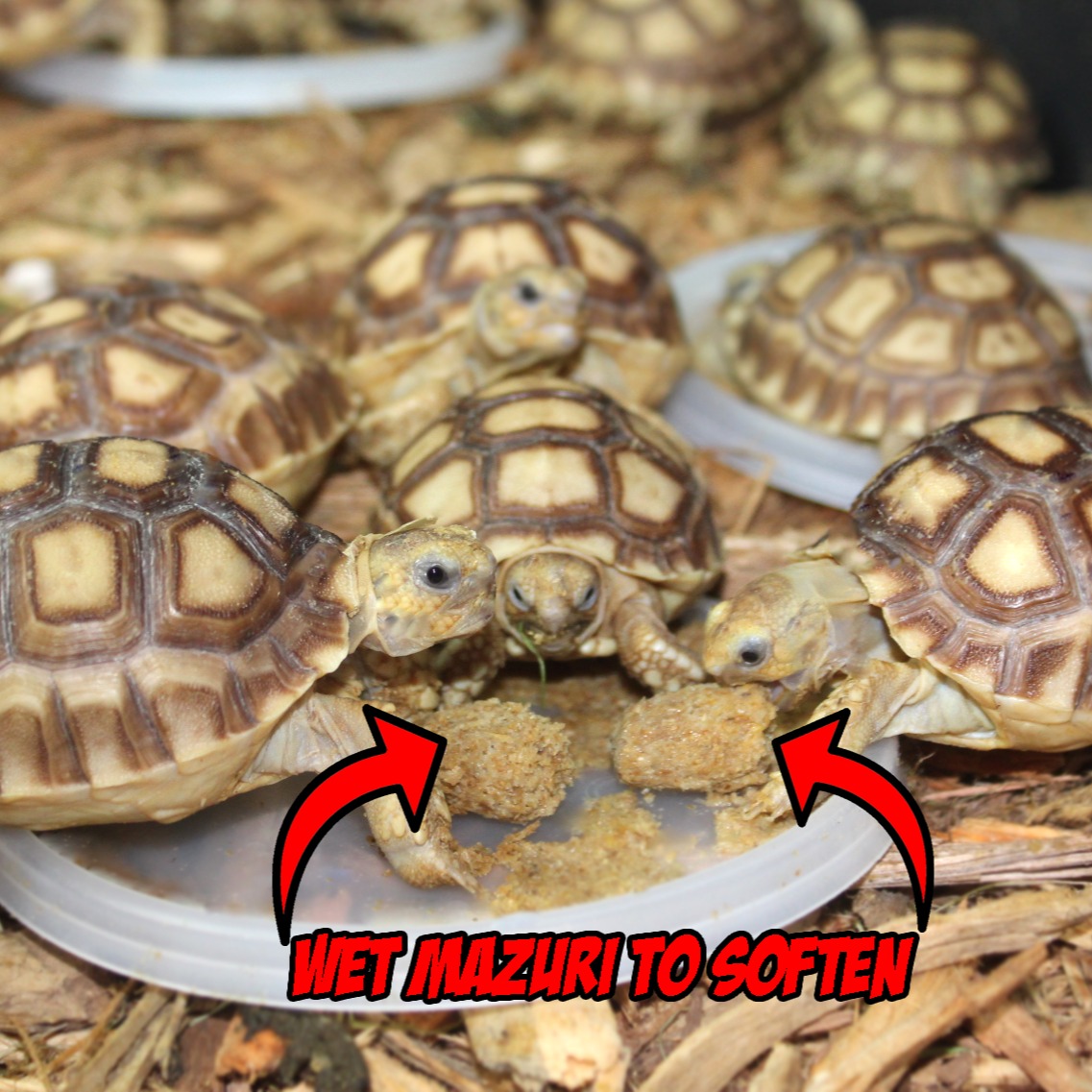 Tortoise Diet & Cactus Pad Bundle 2