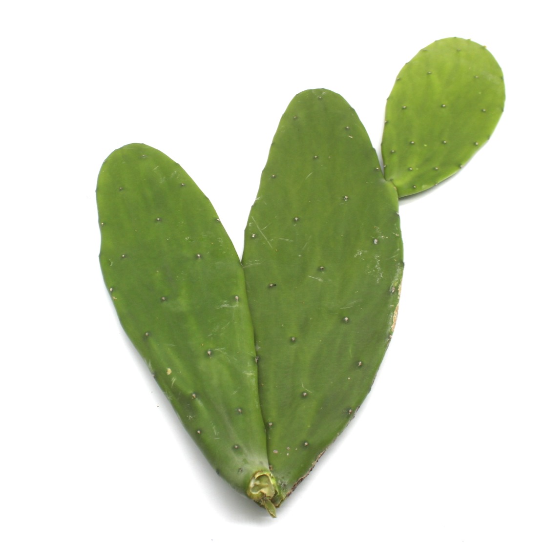 Tortoise Diet & Cactus Pad Bundle 3