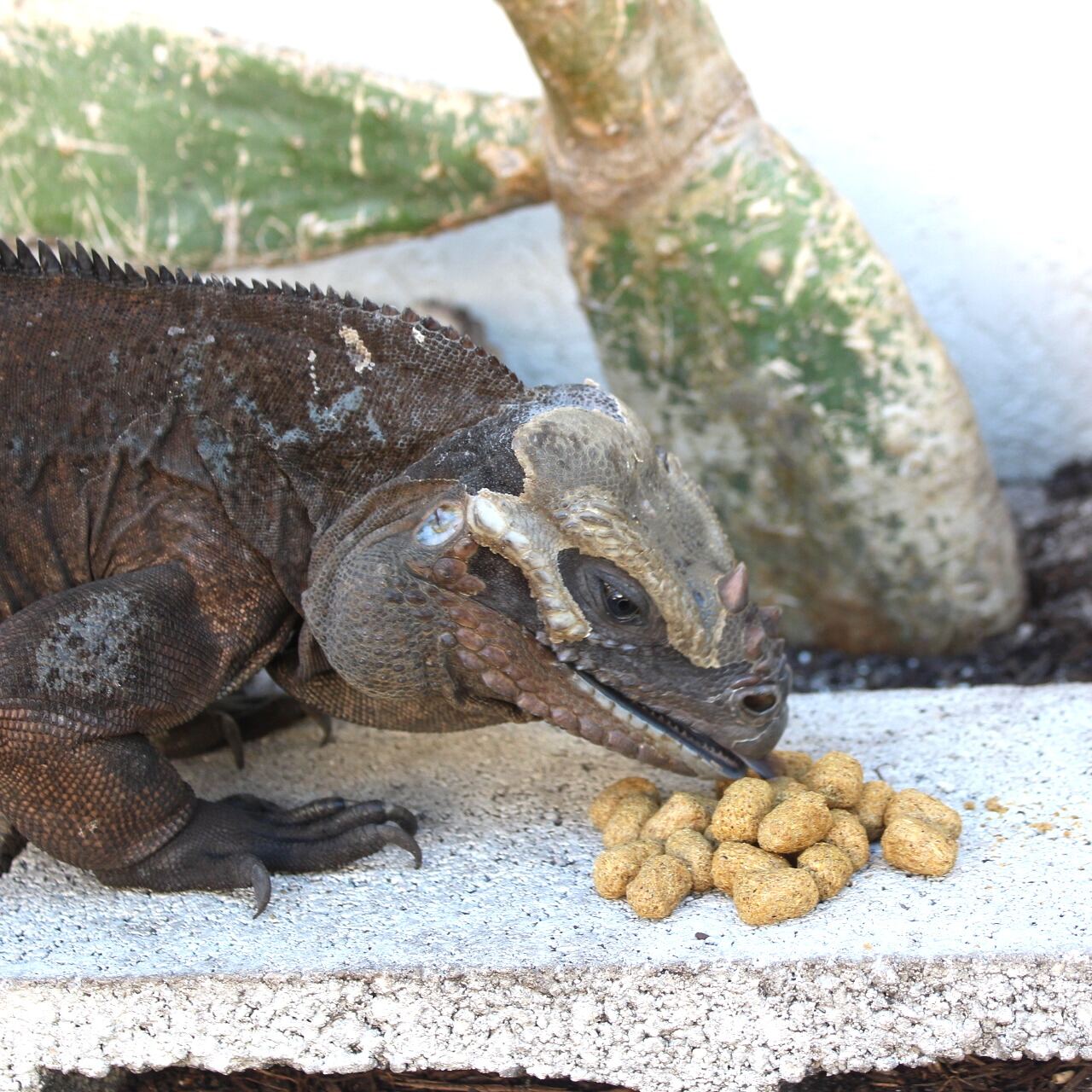 Tortoise Diet & Cactus Pad Bundle 4