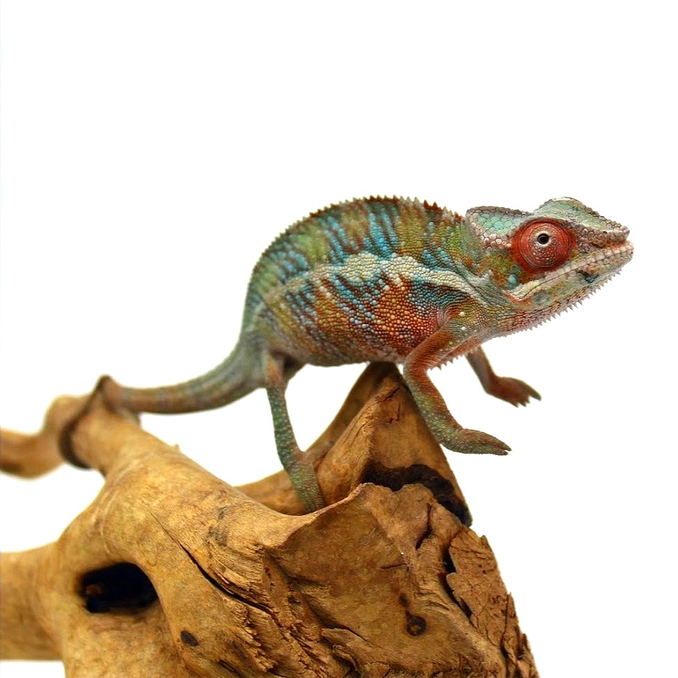 Juvenile Ambilobe Panther Chameleon
