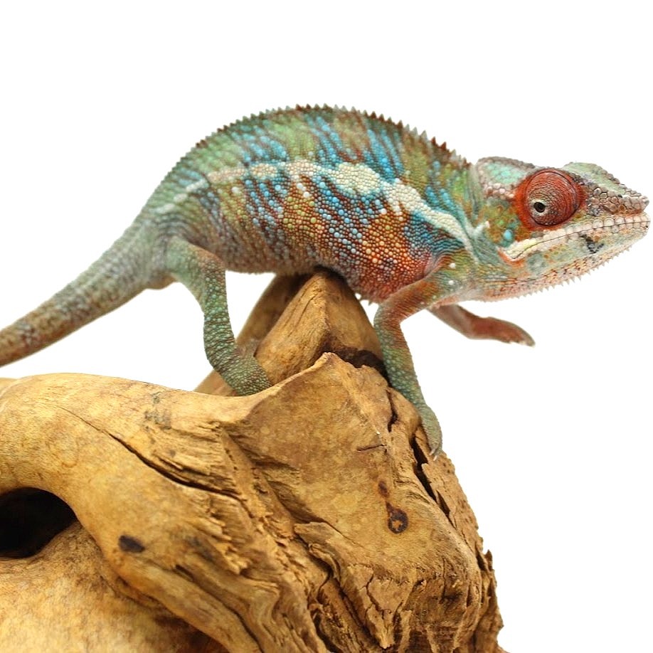 Juvenile Ambilobe Panther Chameleon 2