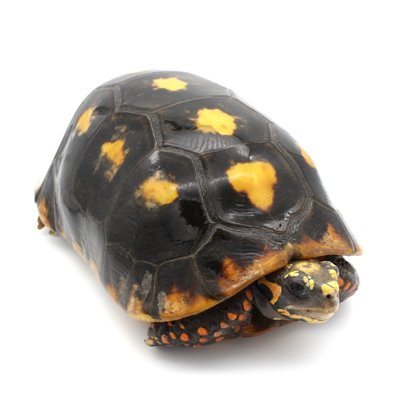 Redfoot Tortoises for Sale 5
