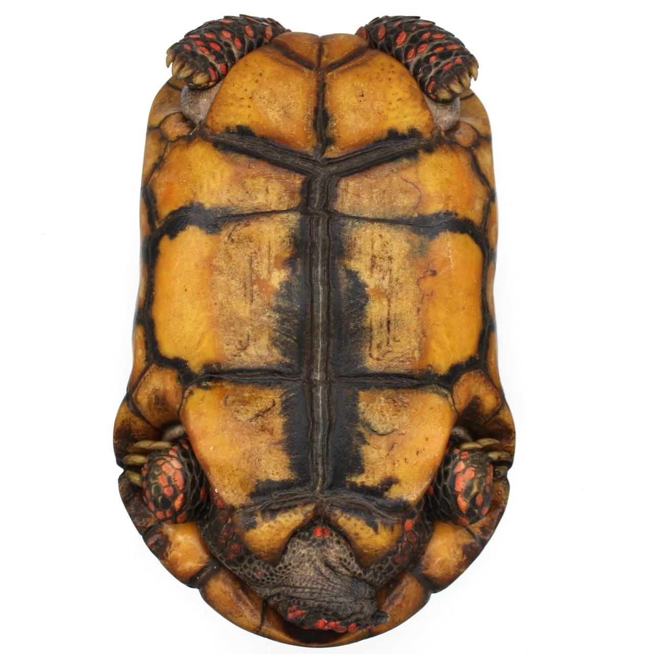 Redfoot Tortoises for Sale 6