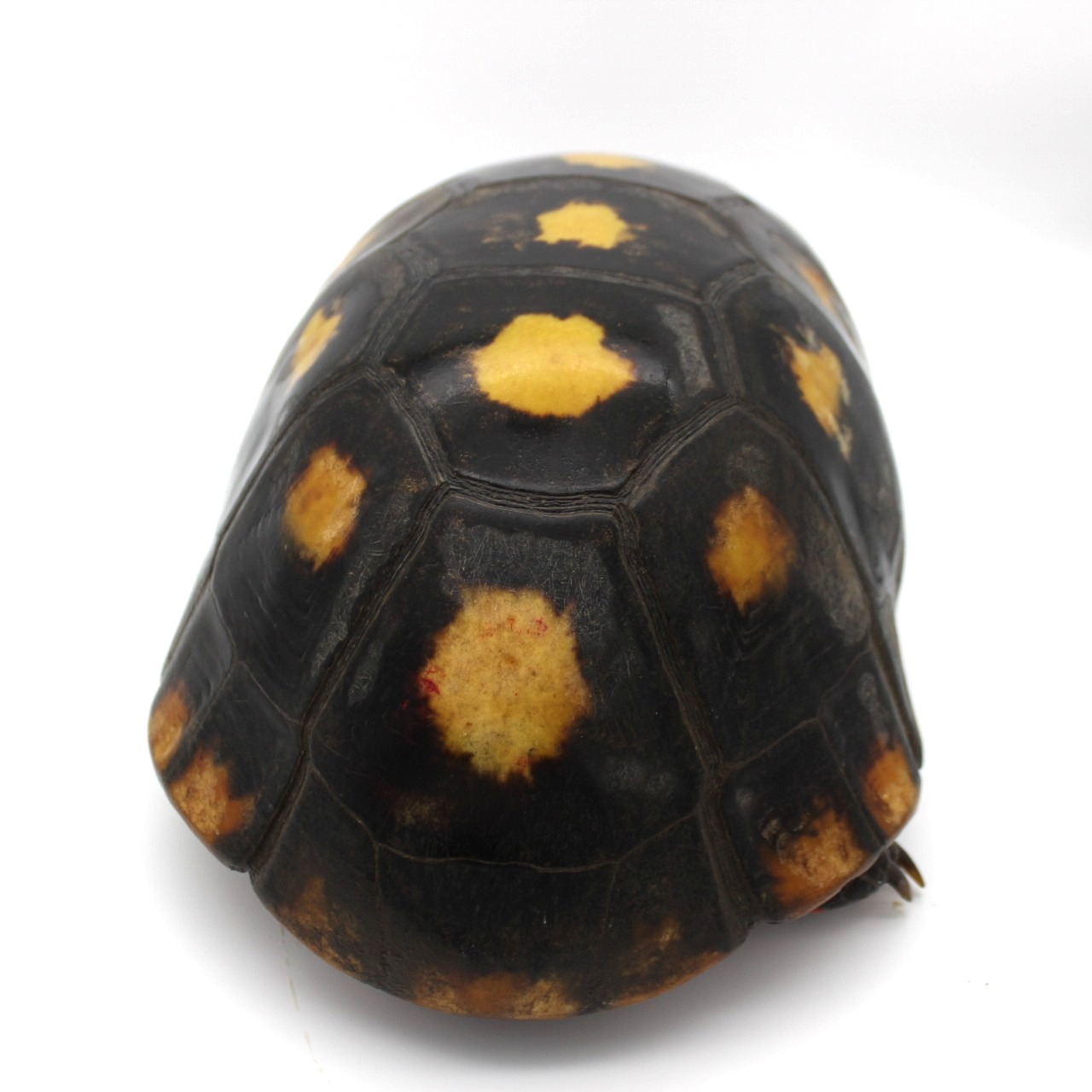 Redfoot Tortoises for Sale 7