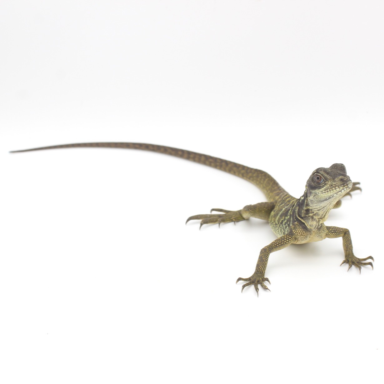Baby Indonesian Giant Sailfin Dragon 2