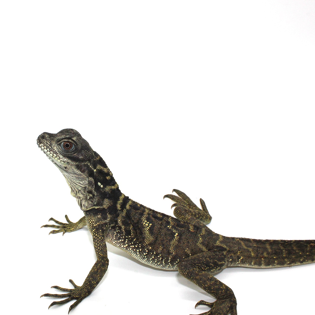 Baby Indonesian Giant Sailfin Dragon 3