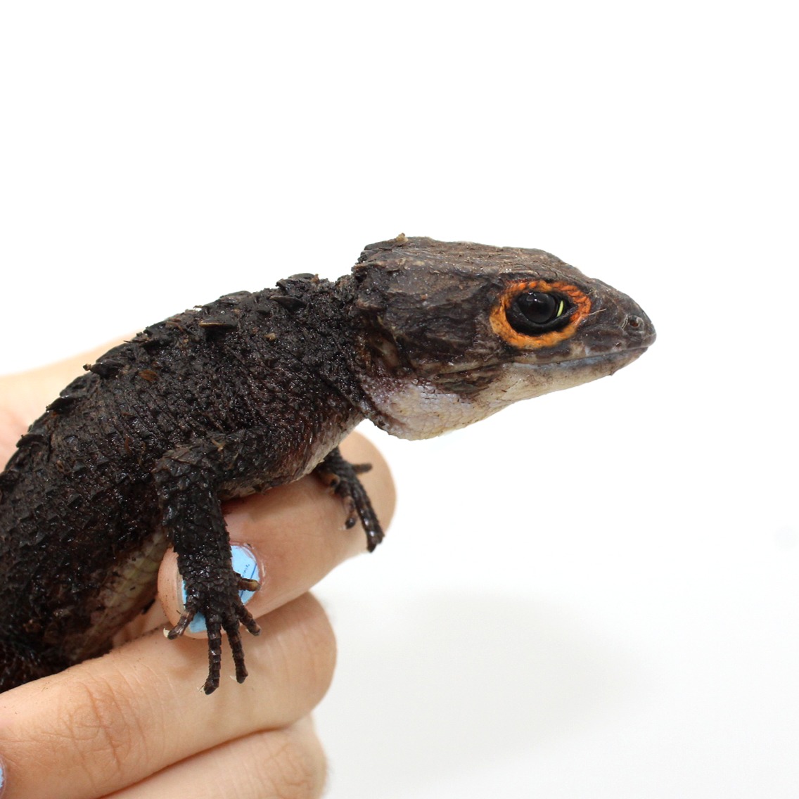 Red Eye Crocodile Skink