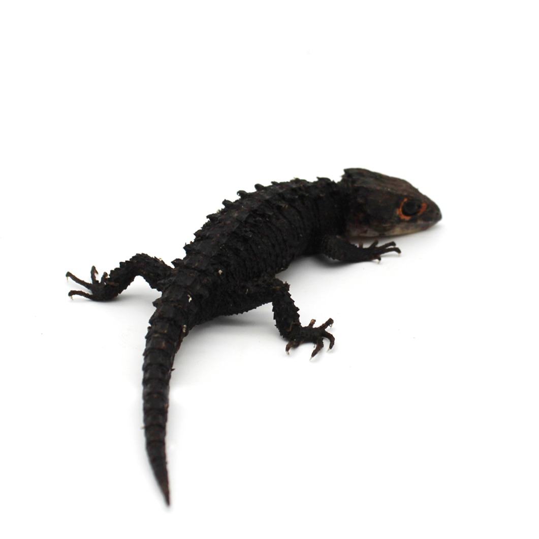 Red Eye Crocodile Skink 2