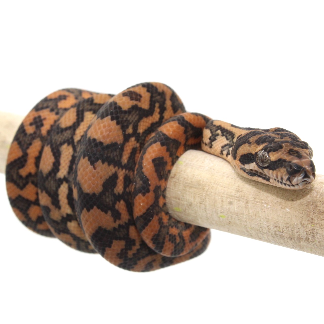 Baby Coastal Carpet Python