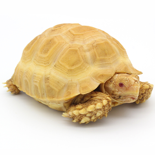 Albino Sulcata Tortoise
