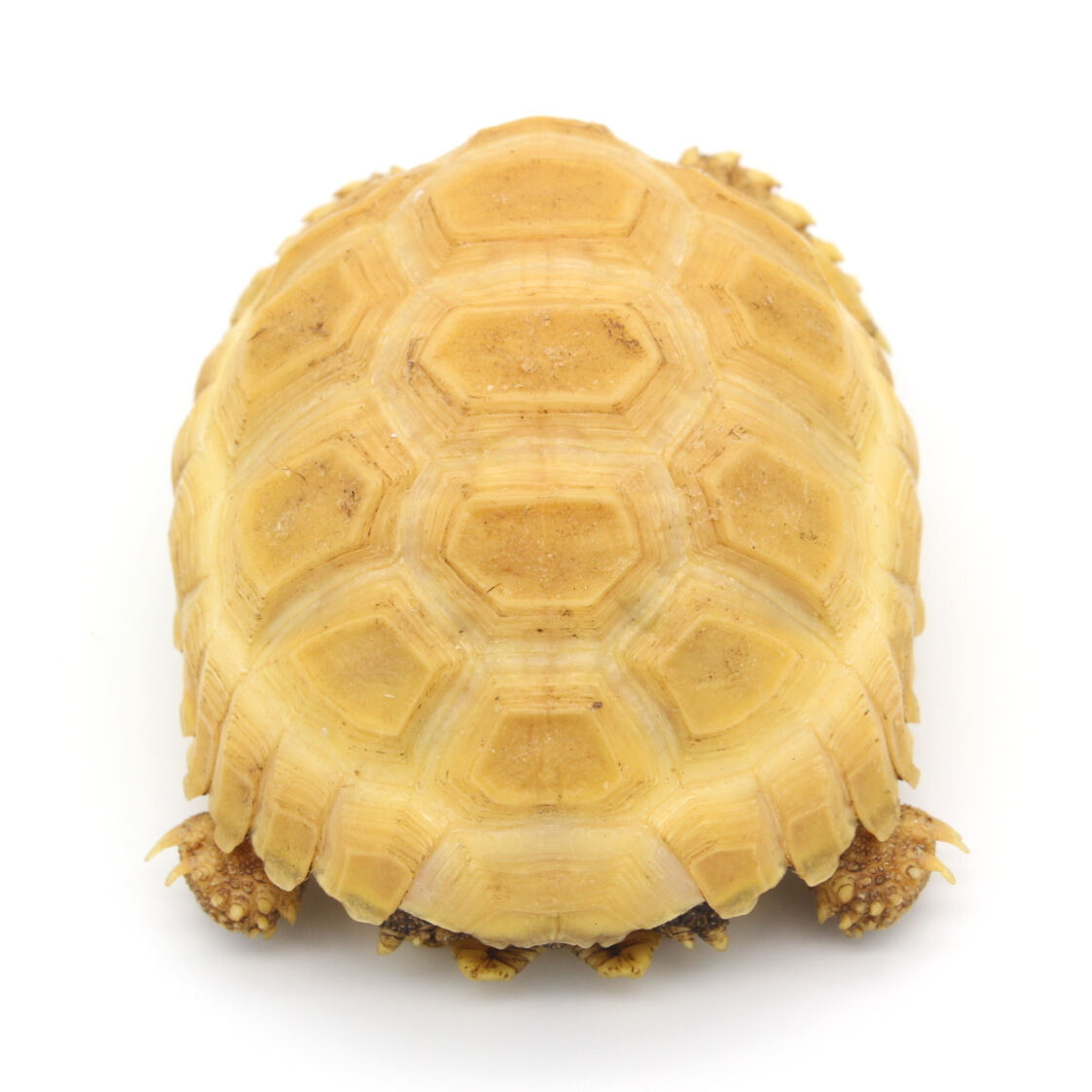 Albino Sulcata Tortoise 2