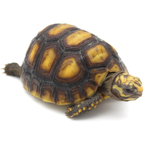 Redfoot Tortoises for Sale 8