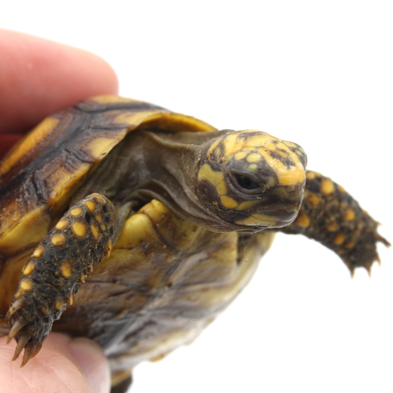 Redfoot Tortoises for Sale 9