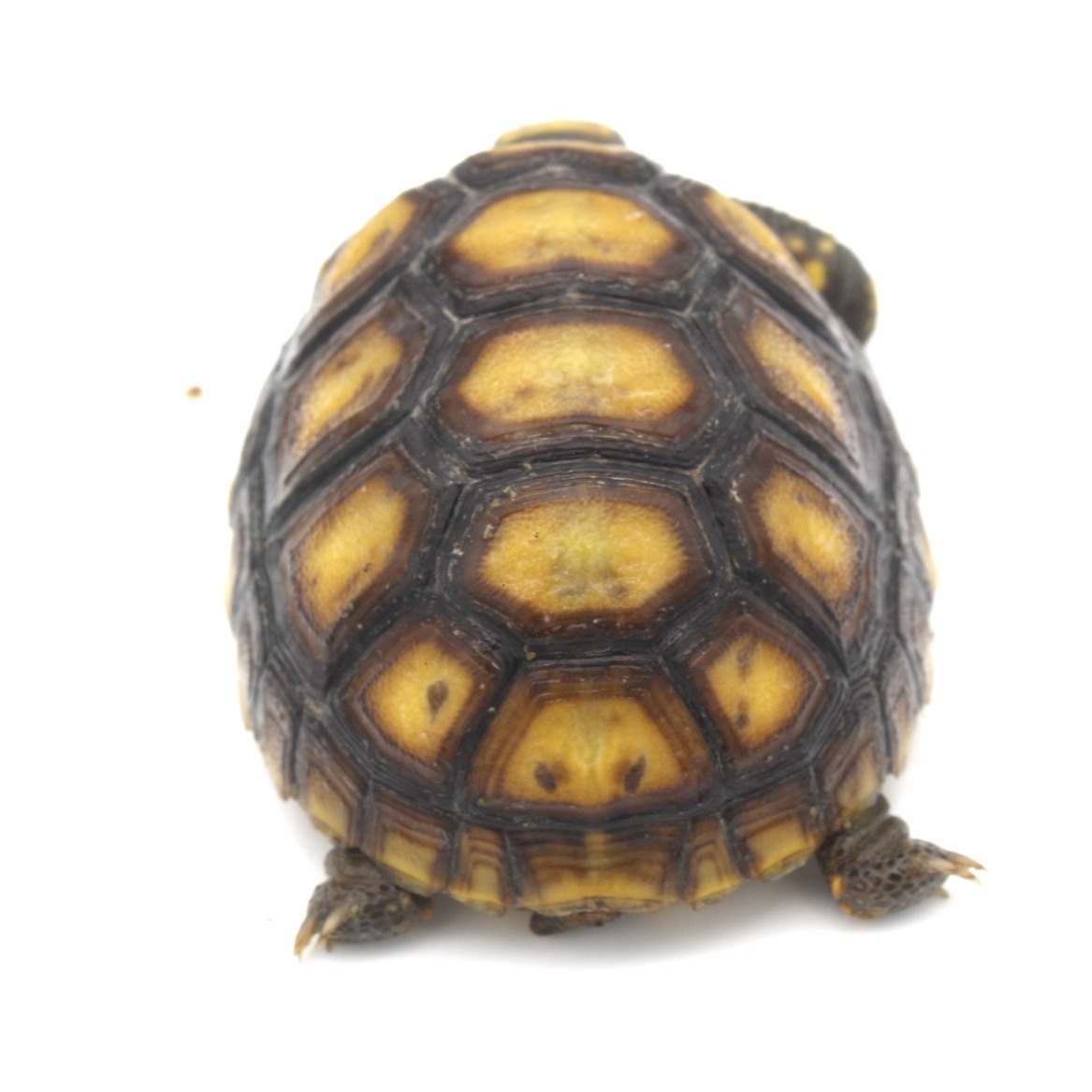 Redfoot Tortoises for Sale 10