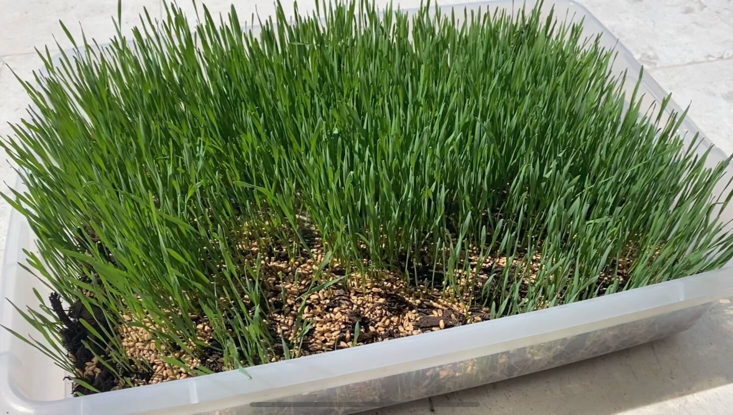 Red Wheat Grass Seeds 2