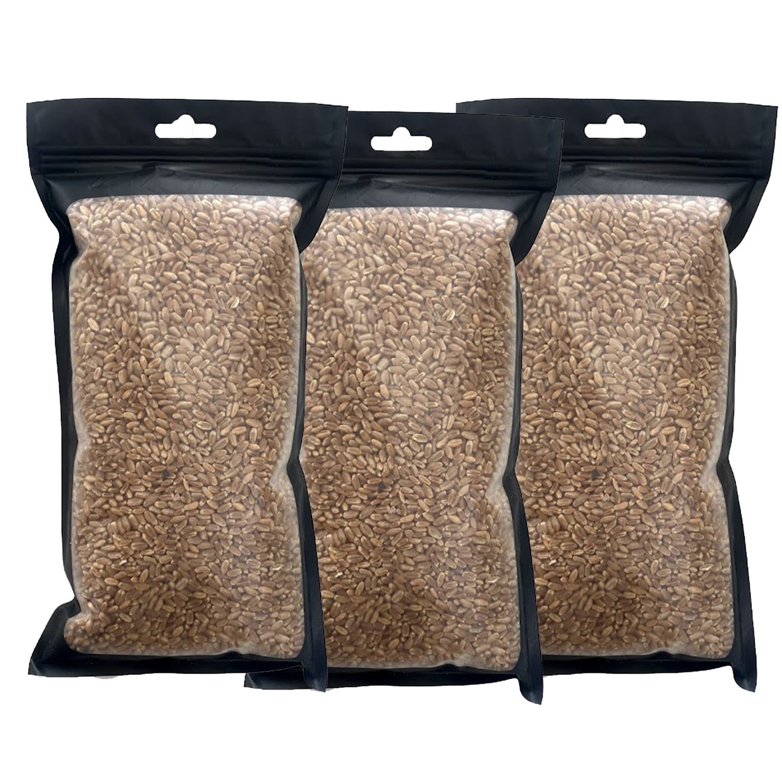 Red Wheat Grass Seeds 5