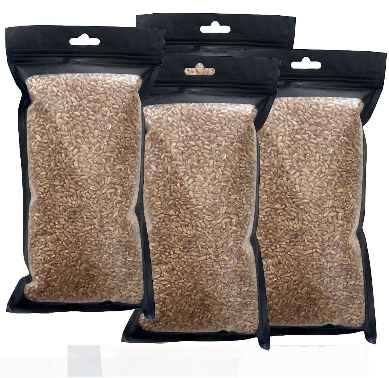 Red Wheat Grass Seeds 6